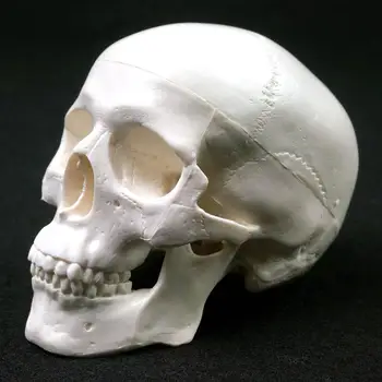 92x99x71mm Mini Kafatası İnsan Anatomik Modeli Tıp Anatomisi Anatomisi Kafa Eğitim Anatomi Öğretim Kafatası Modeli